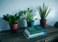 Unlocking the Secrets to Thriving with Gynura Aurantiaca: A Comprehensive Guide to Care and Cultivation