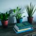 Unlocking the Secrets to Thriving with Gynura Aurantiaca: A Comprehensive Guide to Care and Cultivation